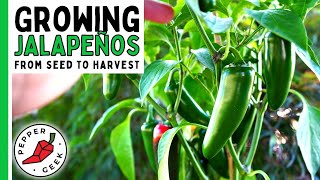 How To Grow Jalapeño Peppers For Beginners From Seed To Harvest  Pepper Geek [upl. by Zoe908]