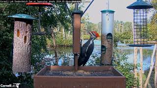 Cornell FeederWatch Cam Ithaca NY 20240906 [upl. by Adlecirg]