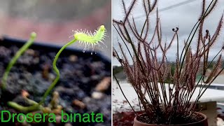 Drosera binata spring 2023 update [upl. by Ball298]