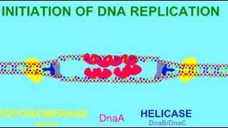 DNA REPLICATION HELICASE AND TOPOISOMERASE [upl. by Drahsir]