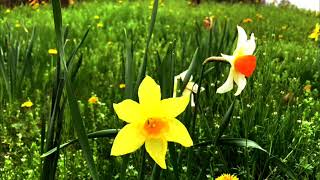 quotYELLOW NARCISO Flowering RAINFOREST Ecosistemsquot [upl. by Einittirb]