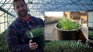 Festuca glauca Beyond Blue Blue Fescue Grass [upl. by Sirad]