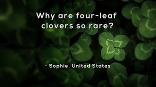 Why are fourleaf clovers so rare [upl. by Ellesirg976]