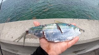 Every BAIT Got DESTROYED EPIC Florida Keys Bridge Fishing [upl. by Ahsinan]