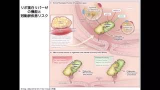 【循環器疾患】リポ蛋白リパーゼの機能と循環器疾患リスク [upl. by Salohcim]