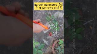 Secret of gardening expert for fast growth of plants plantcare growingtips shorts ytshorts [upl. by English]