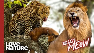 Leopard vs Lion Battle of the Big Cats [upl. by Romie96]