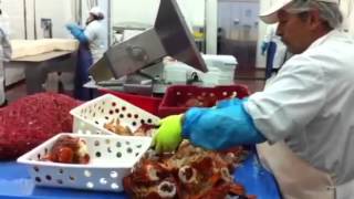 Des travailleurs dans une usine de transformation de homard [upl. by Alletsirhc855]