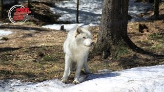 Le loup dans les Vosges [upl. by Ybur]