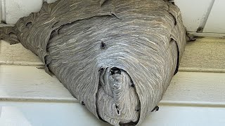 Gorilla glue spray adhesive vs huge hornet nest amazing results must see [upl. by Leuqer]