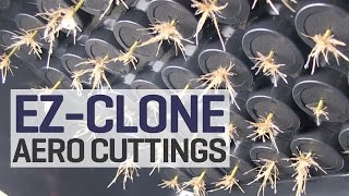 How To Take Clones in Aeroponics We Turn One Plant into Sixty More Aeroponic Cuttings with EZClone [upl. by Annaej504]