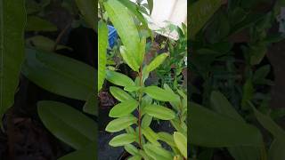 Allspice plant Pimenta dioica Jamaican Allspice terracegardening growbag [upl. by Cleopatre]