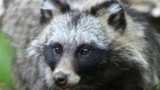 RACCOON DOG  Species Spotlight [upl. by Anerehs]