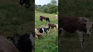 Bulls grazing Sudbury Suffolk [upl. by Reve561]