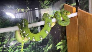 Snake collection emerald tree boa green tree python pied ball python ￼ [upl. by Lorie]