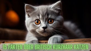 15 Interessante Fakten über Britisch Kurzhaar Katzen 😻Passt eine Britisch Kurzhaar Katze zu mir 🤔 [upl. by Ainsley]