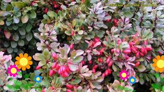 Барбарис самшитолистный Нана Краткий обзор описание характеристик berberis buxifolia Nana [upl. by Acimad]