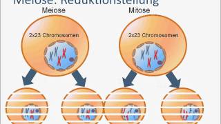 Genetik Meiose [upl. by Lisab]