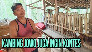 KELUHAN PETERNAK KAMBING LOKAL JAWARANDU [upl. by Atneuqal]