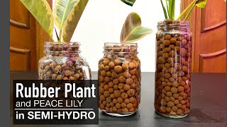 Grow Rubber Plant amp Peace Lily in SemiHydroponics Clay Pebbles or Leca [upl. by Buna360]