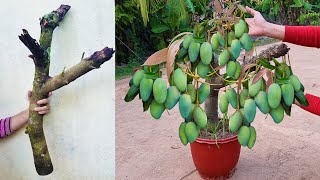 Unique​ Skill Growing Mango​ Tree Using Onions With Quick and Easy Techniques  Grafting Mango Tree [upl. by Llehcsreh]