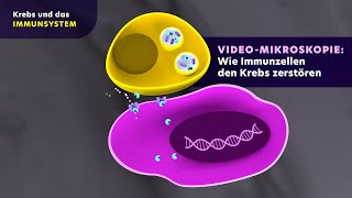 Krebs und das Immunsystem Wie Immunzellen den Krebs zerstören Videomikroskopie [upl. by Enyal]