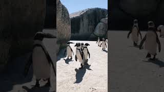 penguins nature  short video [upl. by Kast200]