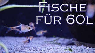 3 FischArten für dein 60l Aquarium  Fischvorstellung  AquadoZoo Dortmund [upl. by Moynahan]