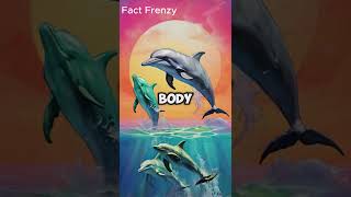 quot5 Amazing Facts About Dolphins  Intelligent Ocean Wondersquot [upl. by Naoh]