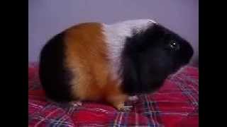 guinea pigs eating poops [upl. by Sabelle]