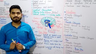 Brain Class 10 By MrHadi  Brain In Urdu Hindi Class 10  Chapter No 12  Coordination And Control [upl. by Larisa]