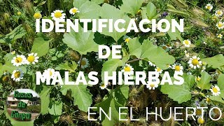 Identificar malas hierbas en el huerto o jardín en verano [upl. by Geaghan676]