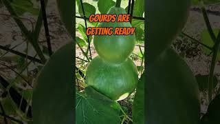 Getting ready for fall Gourds are almost done shorts autumn gourds [upl. by Geehan]