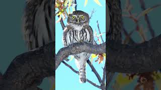 Northern Pygmy Owl Sounds Video Nature Sounds Birds [upl. by Honeywell220]