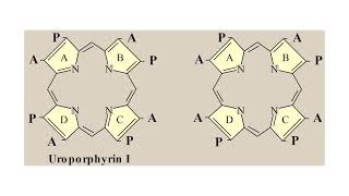 Porphyrins amp Hemoproteins Lecture 02 [upl. by Nikki]