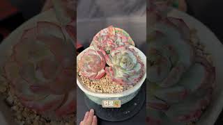 먼로 Echeveria cv Laulindsayana Monroe succulent 다육식물 다육이 먼로 [upl. by Chalmer]