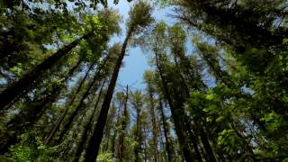 The Wind in the Trees  10 Hours of Natural White Noise [upl. by Anaeli]