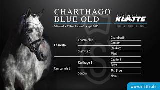 Charthago Blue OLD v Chaccato x Carthago Z x Mr Blue Training at home wwwklattede [upl. by Cousin]