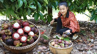 Harvest Mangosteen from grandmother back yard  Yummy mangosteen  Cooking with Sreypov [upl. by Inaliak]