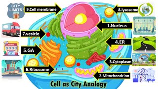 Cell Organelles Simply Explained Using Household Objects [upl. by Giacomo]