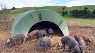 Longbush Free Range Pork [upl. by Ledniahs]