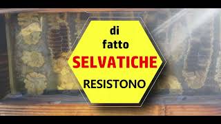 Api selvatiche di fatto resistono 2022 [upl. by Yevoc]