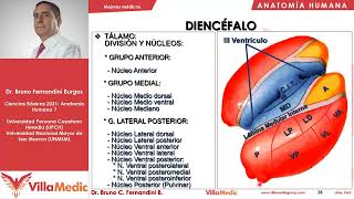 Neuroanatomía 7  Diencéfalo  Anatomía Humana FÁCIL Villamedic [upl. by Ailak]