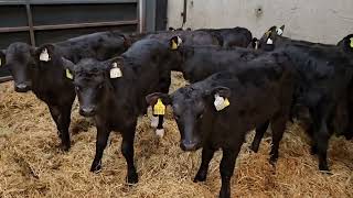 12 Aberdeen Angus Females for sale [upl. by Saxen]