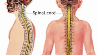 The Human Nervous System Part 1 [upl. by Rye]