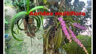 How to mount Aerides multiflora [upl. by Viccora686]