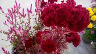 602  Celosia  Cockscomb को कब और कैसे लगाएं When amp how to grow Celosia Cockscomb Hindi10118 [upl. by Rairb]