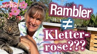 Für RamblerROSEN Fans So verschönerst Du Deinen Gartenzaun total attraktiv 🌸🌹 [upl. by Sivaj]