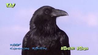 Raaf  common raven  corvus corax [upl. by Ahsimet591]