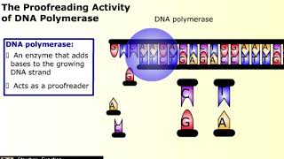 Causes of Mutation [upl. by Jedd]